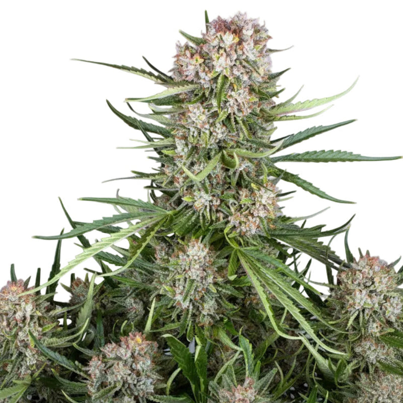 Wedding Cake Auto GRANEL SEEDS-3