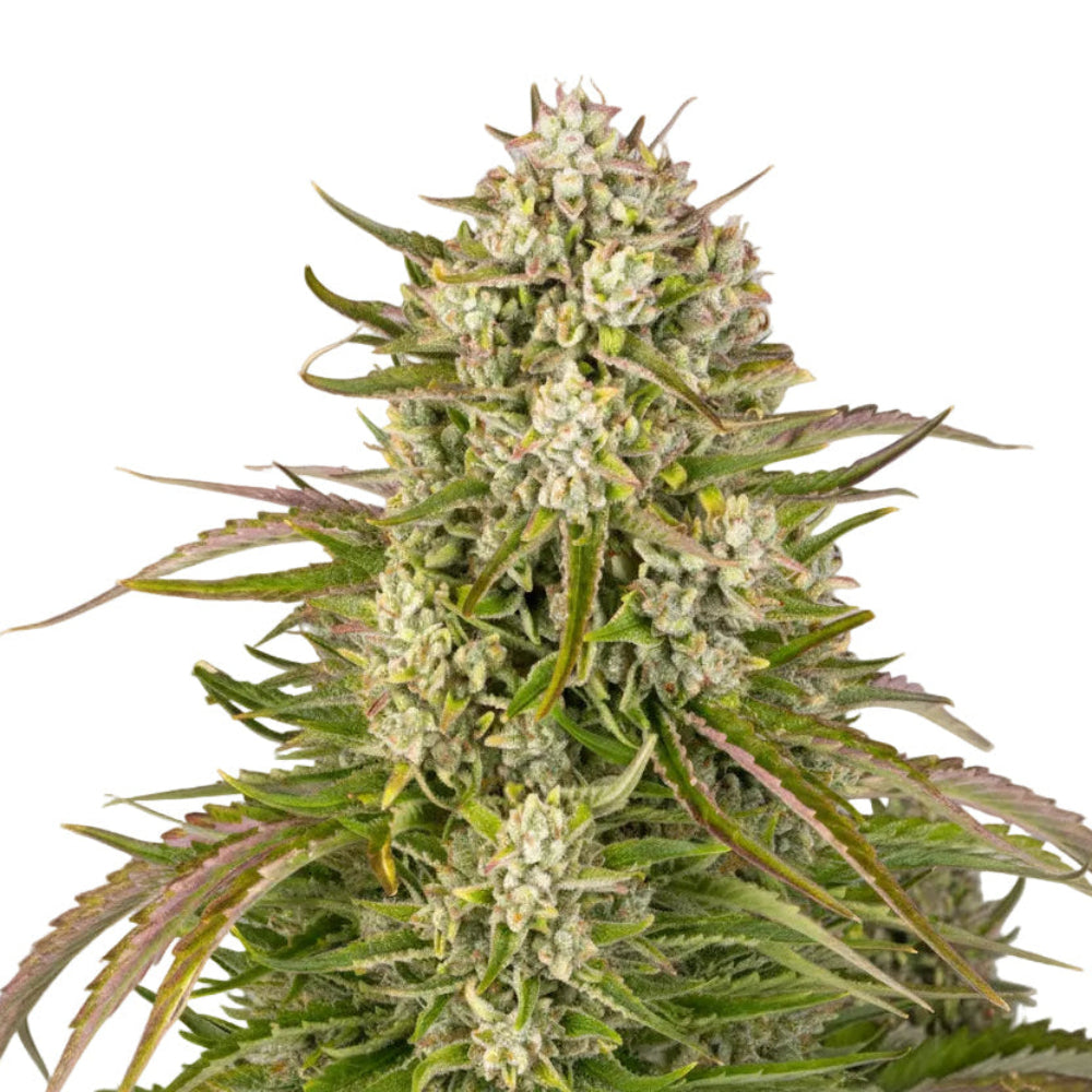 Wedding Cake Auto GRANEL SEEDS-2