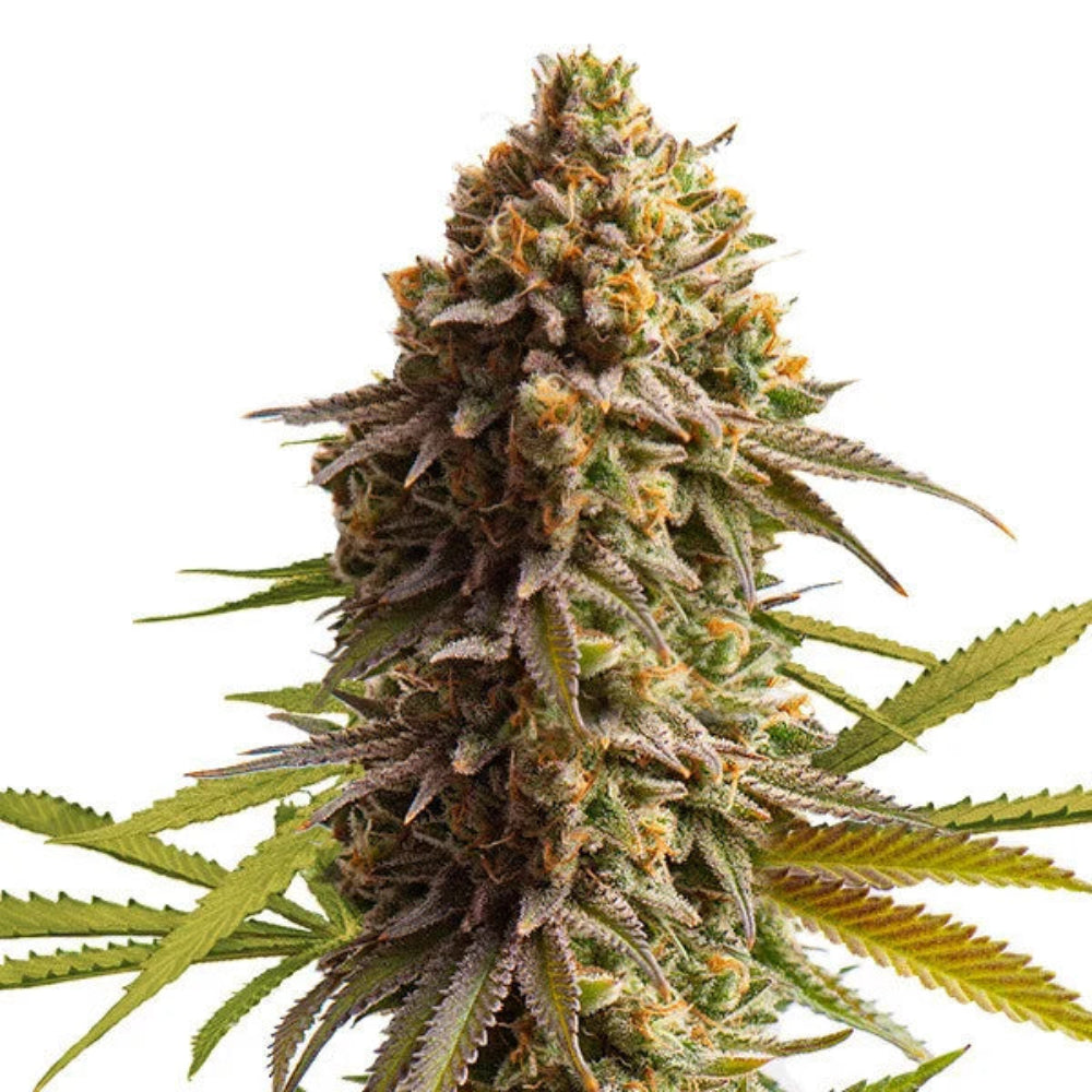 Wedding Cake Auto GRANEL SEEDS