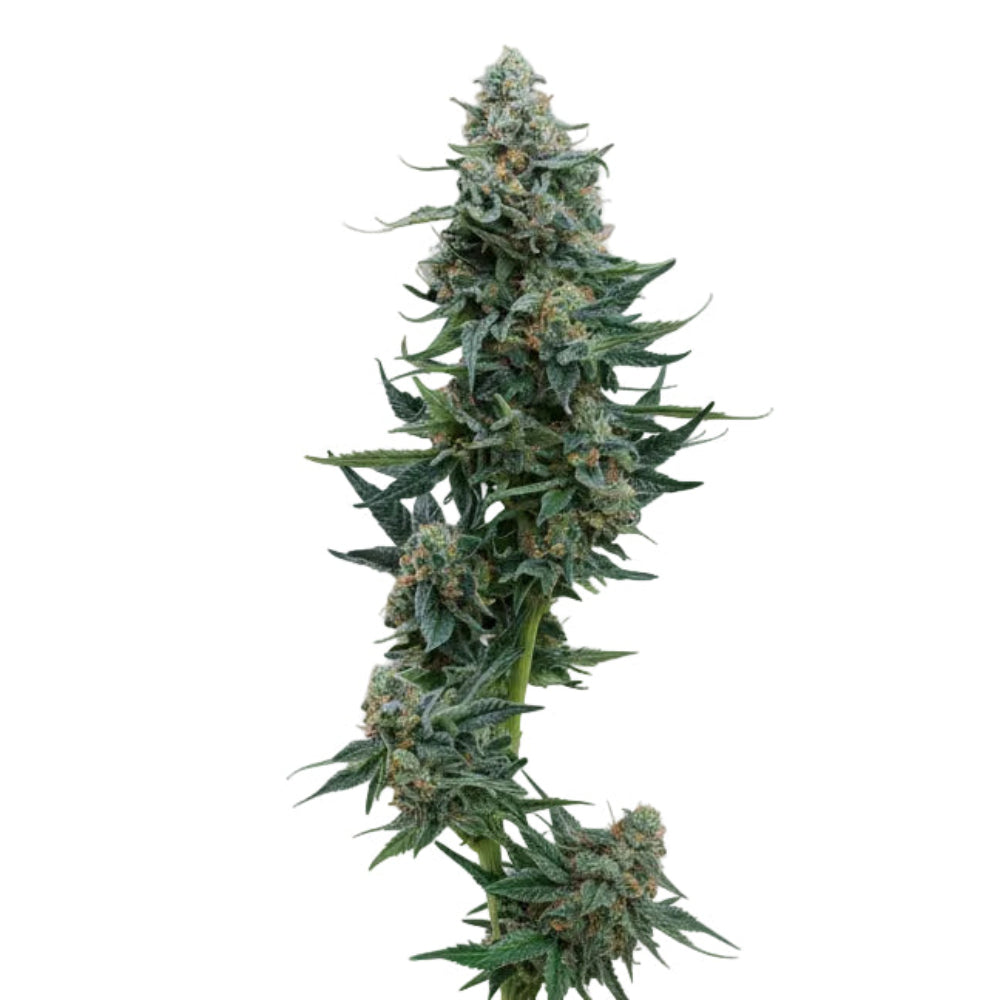 WEDDING CAKE GRANELSEEDS-4