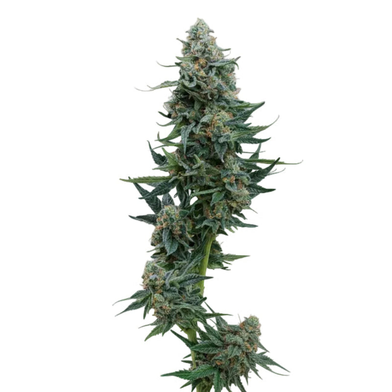 WEDDING CAKE GRANELSEEDS-4