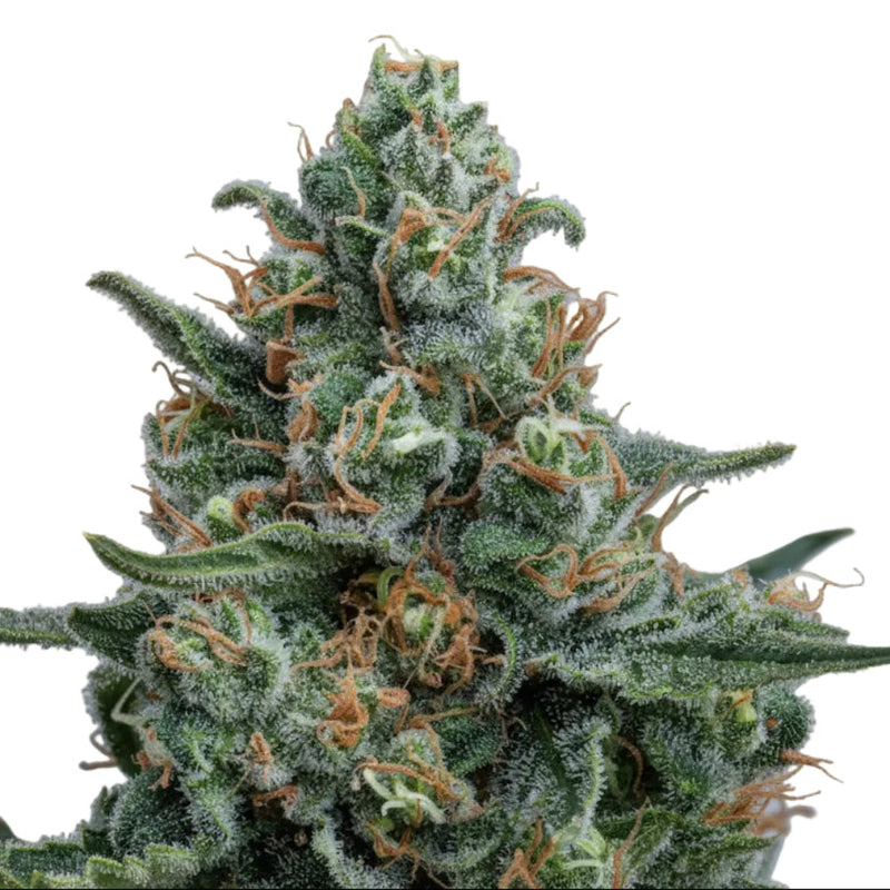 WEDDING CAKE GRANELSEEDS-3
