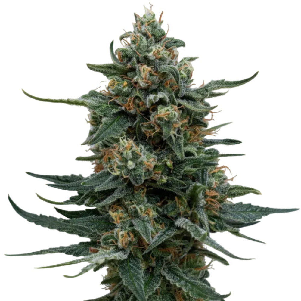 WEDDING CAKE GRANELSEEDS-5