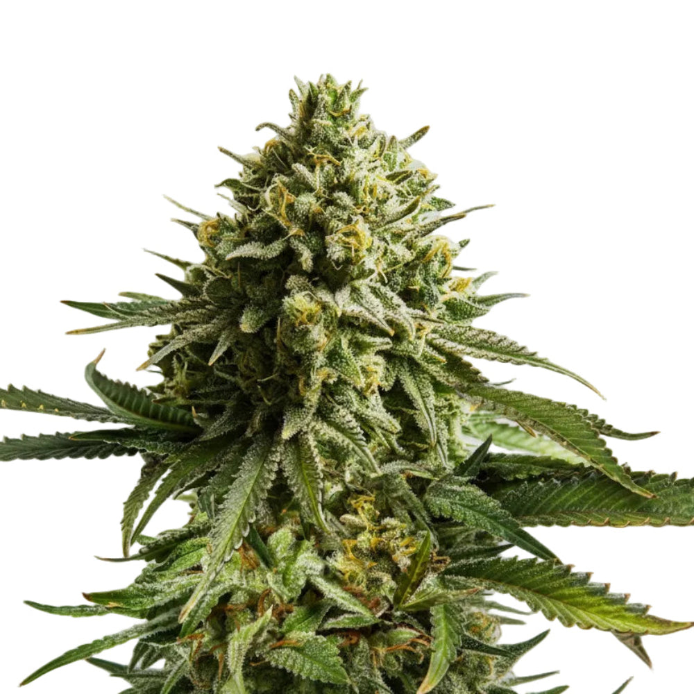 WEDDING CAKE GRANELSEEDS