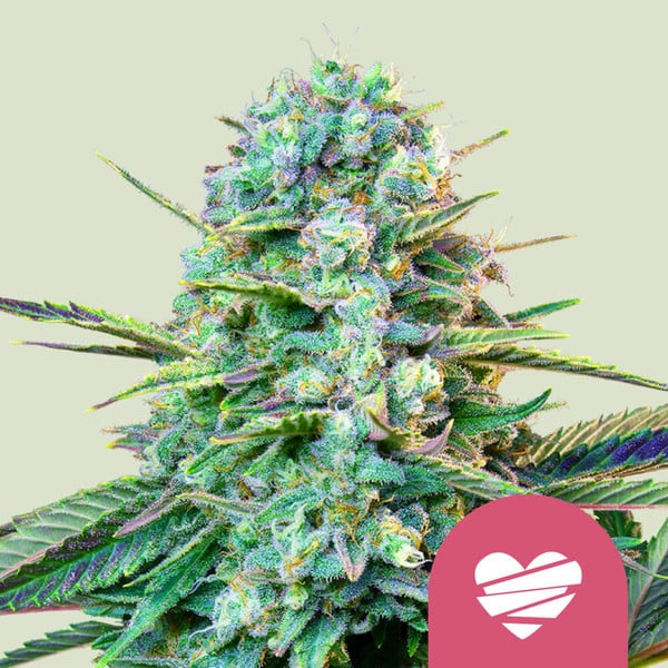 WEDDING CRASHER FEM X1 ROYAL QUEEN SEEDS-1
