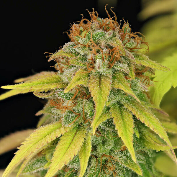 WEDDING CRASHER FEM X3 ROYAL QUEEN SEEDS