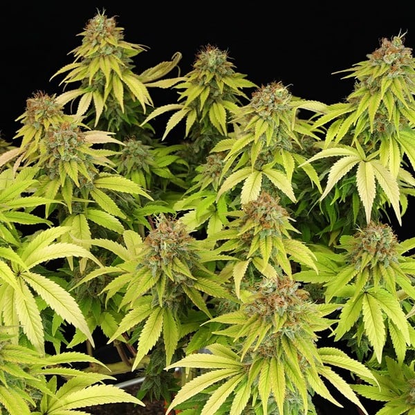 WEDDING CRASHER FEM X5 ROYAL QUEEN SEEDS