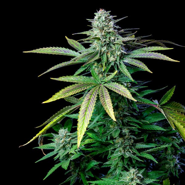 WEDDING CRASHER FEM X1 ROYAL QUEEN SEEDS-4