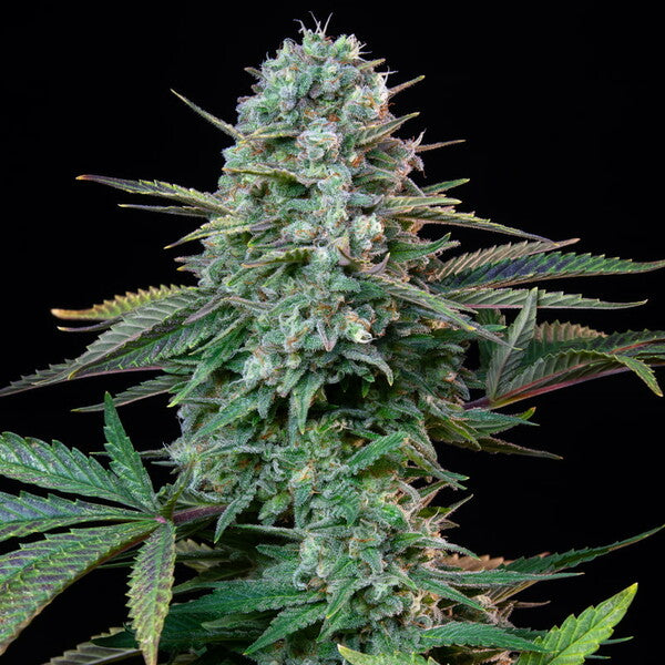 WEDDING CRASHER FEM X3 ROYAL QUEEN SEEDS