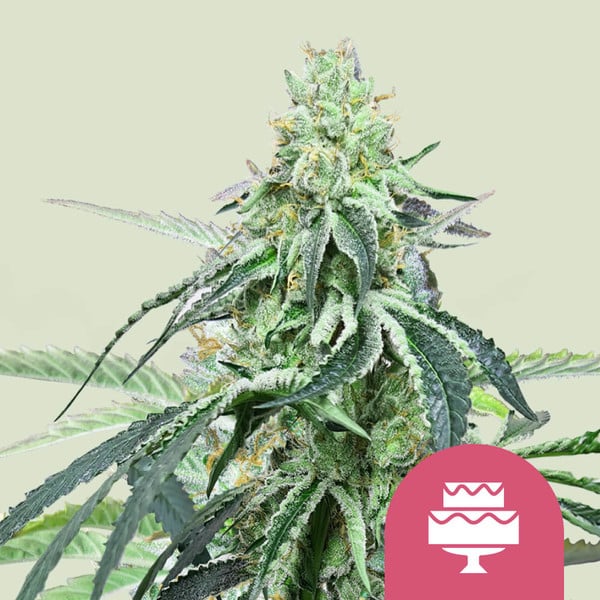 WEDDING GELATO FEM X1 ROYAL QUEEN SEEDS-1