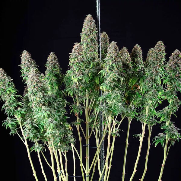 WEDDING GELATO FEM X5 ROYAL QUEEN SEEDS