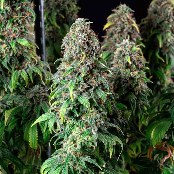 WEDDING GELATO FEM X3 ROYAL QUEEN SEEDS