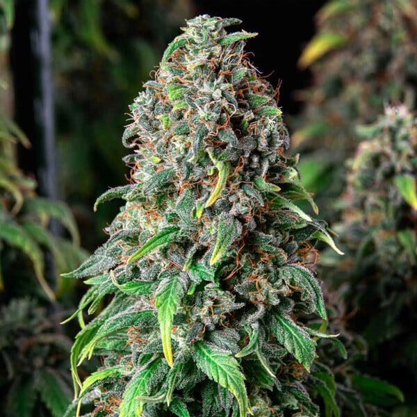 WEDDING GELATO FEM X1 ROYAL QUEEN SEEDS