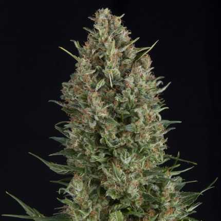 WEMBLEY 3+1 FEM PYRAMID SEEDS
