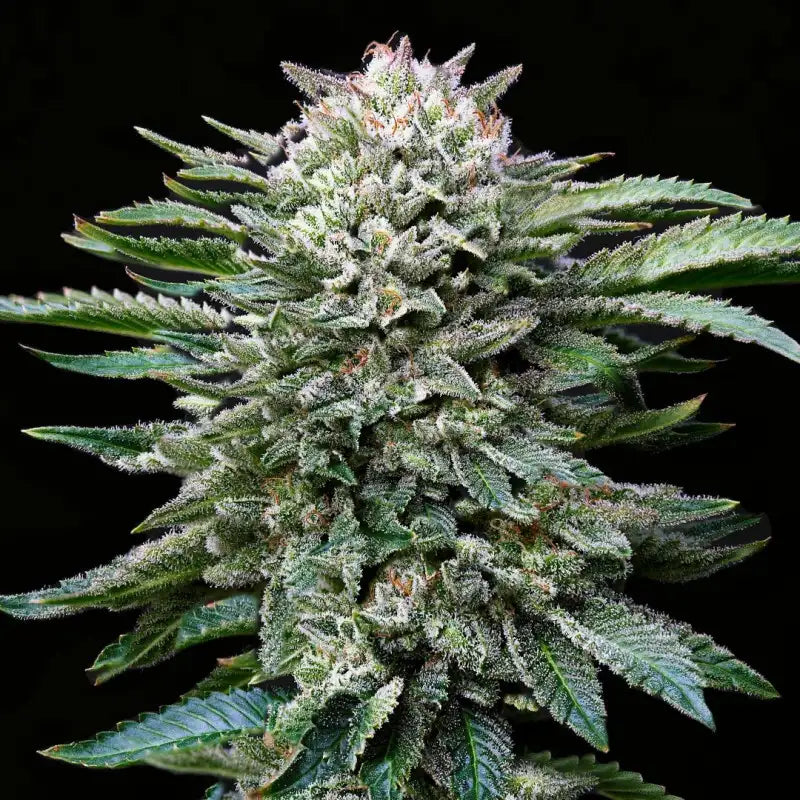 WHITE GORILLA FEM X4 BSF SEEDS-2