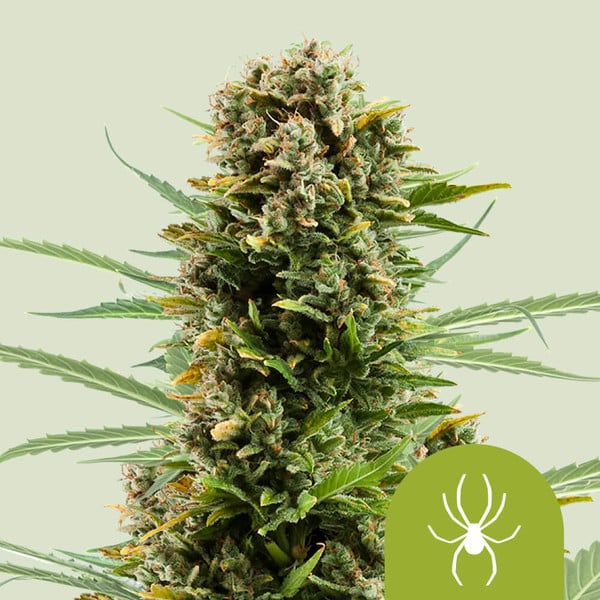 WHITE WIDOW AUTO X10 ROYAL QUEEN SEEDS-1