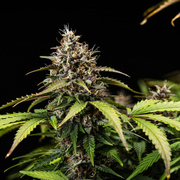 WHITE WIDOW AUTO X10 ROYAL QUEEN SEEDS-8