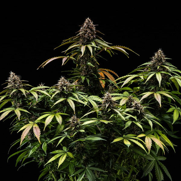 WHITE WIDOW AUTO X10 ROYAL QUEEN SEEDS-3