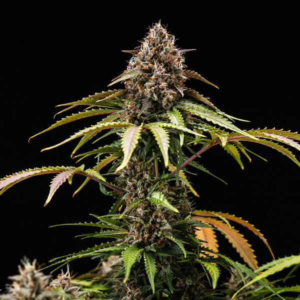 WHITE WIDOW AUTO X10 ROYAL QUEEN SEEDS-5