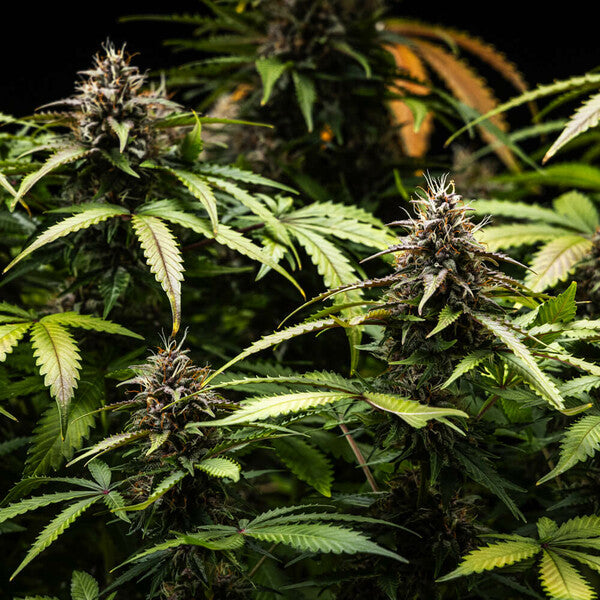 WHITE WIDOW AUTO X10 ROYAL QUEEN SEEDS-6