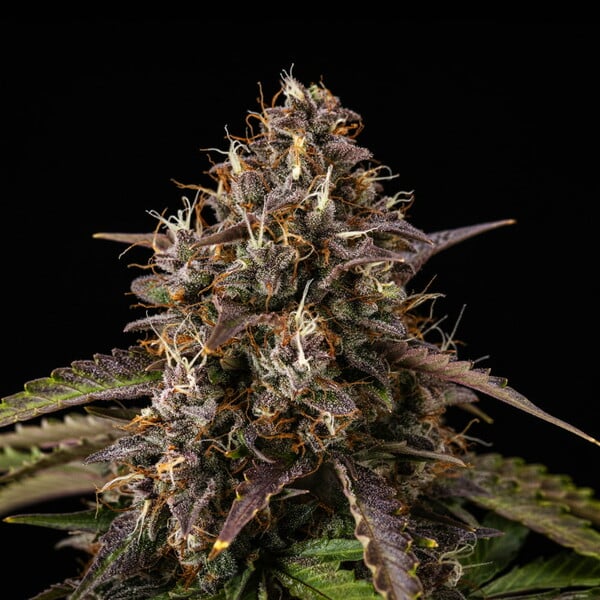 WHITE WIDOW AUTO X1 ROYAL QUEEN SEEDS