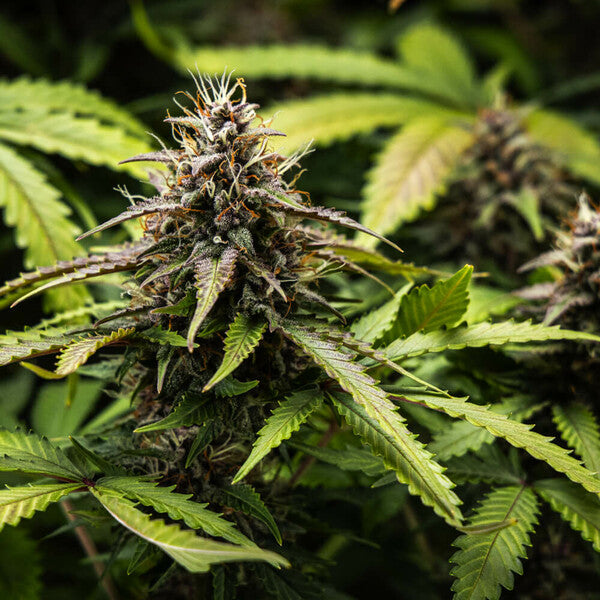 WHITE WIDOW AUTO X10 ROYAL QUEEN SEEDS-7