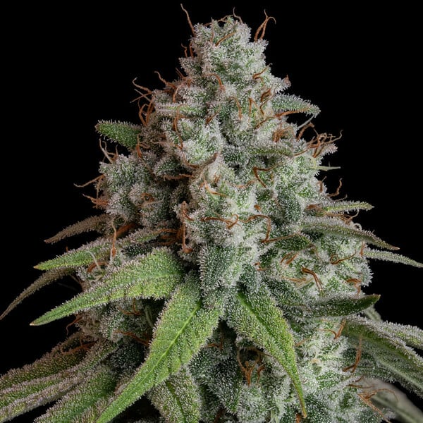 WHITE WIDOW FEM X10 ROYAL QUEEN SEEDS