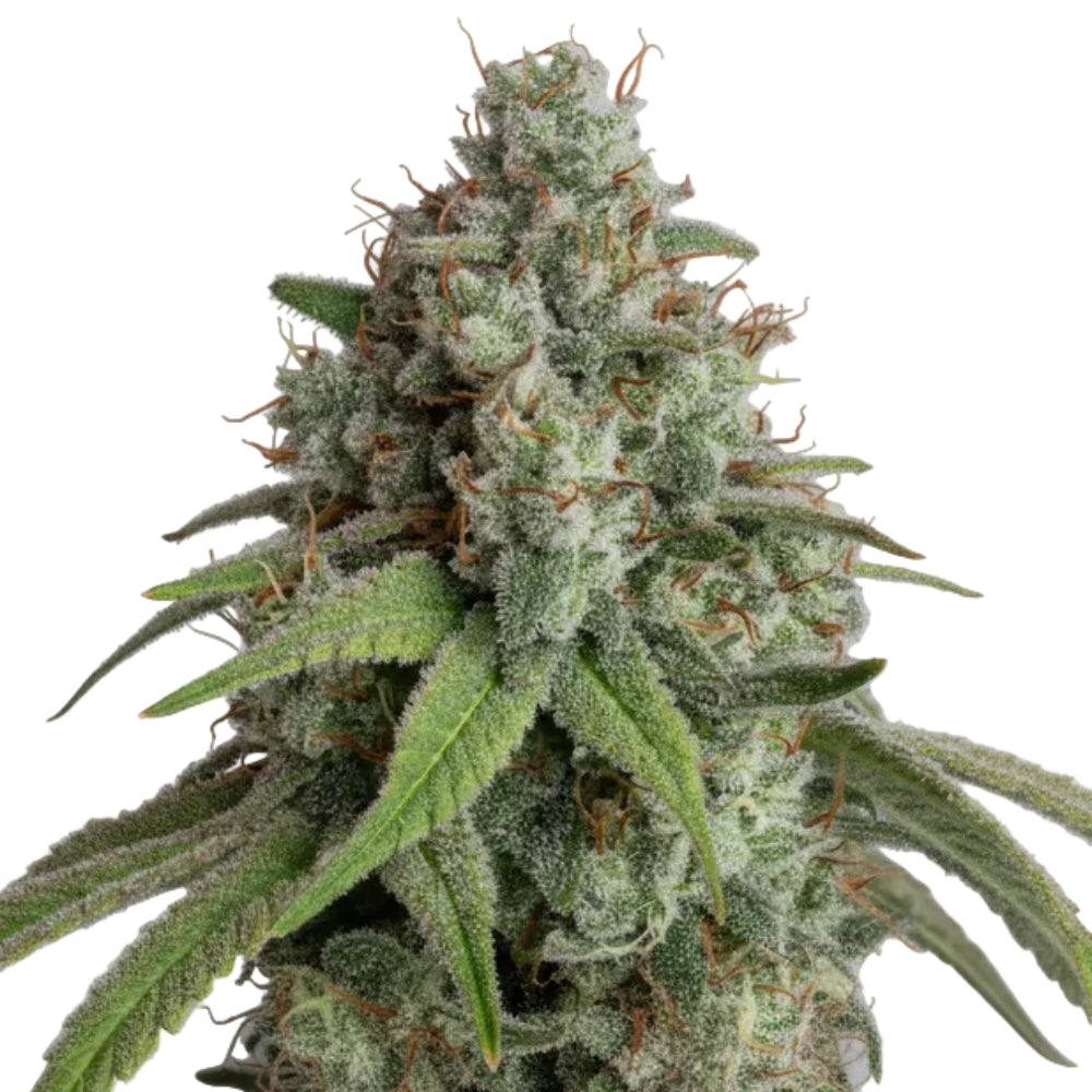 WHITE WIDOW GRANELSEEDS-2