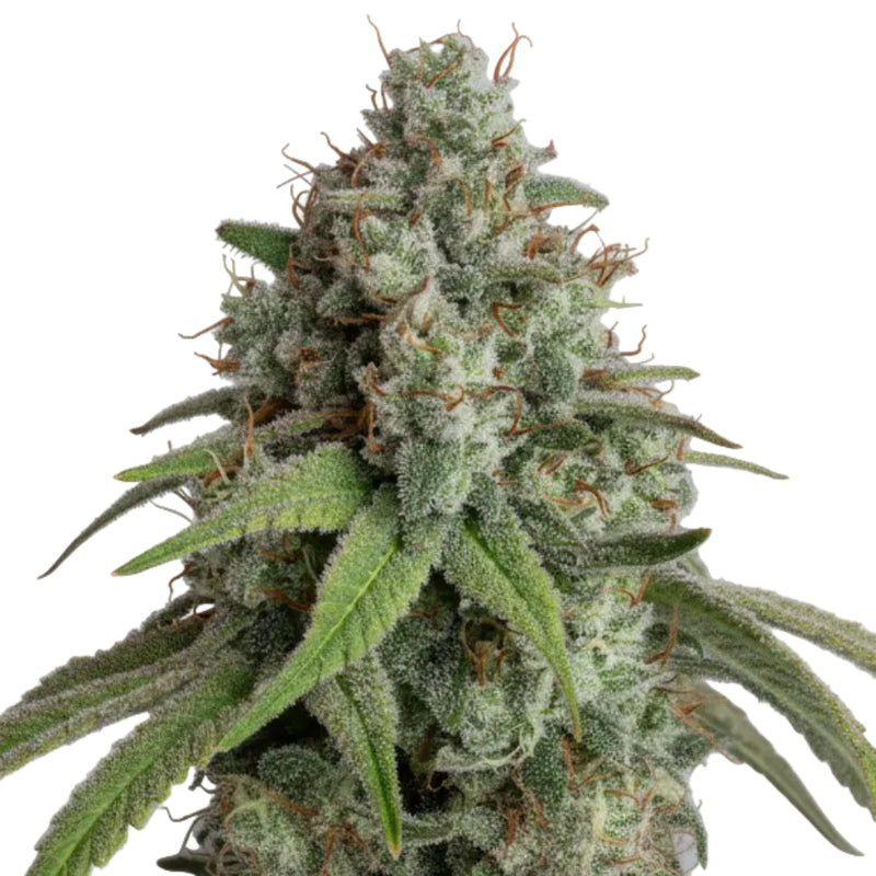 WHITE WIDOW GRANELSEEDS-2