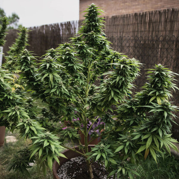 WHITE WIDOW FEM X10 ROYAL QUEEN SEEDS