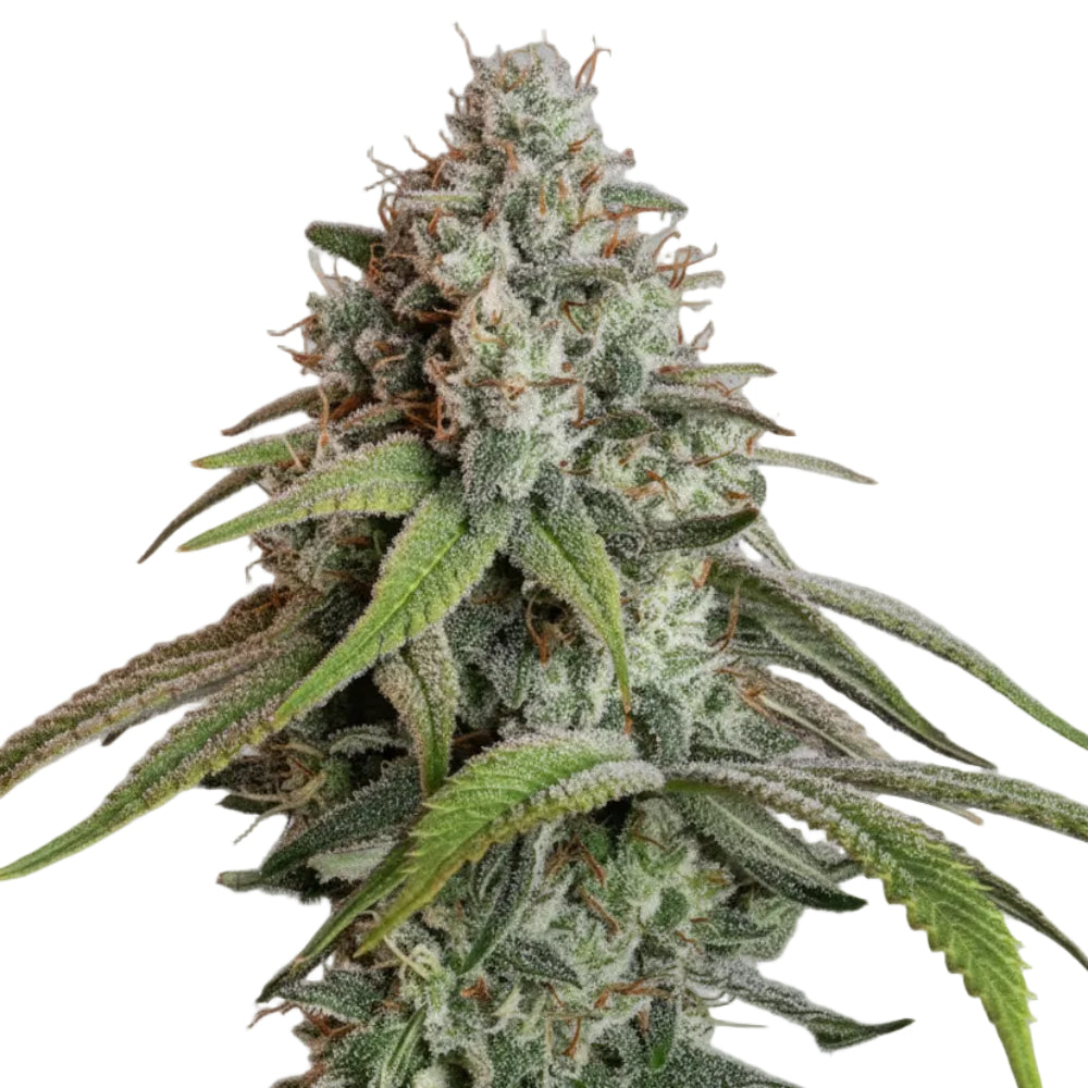 WHITE WIDOW GRANELSEEDS-1