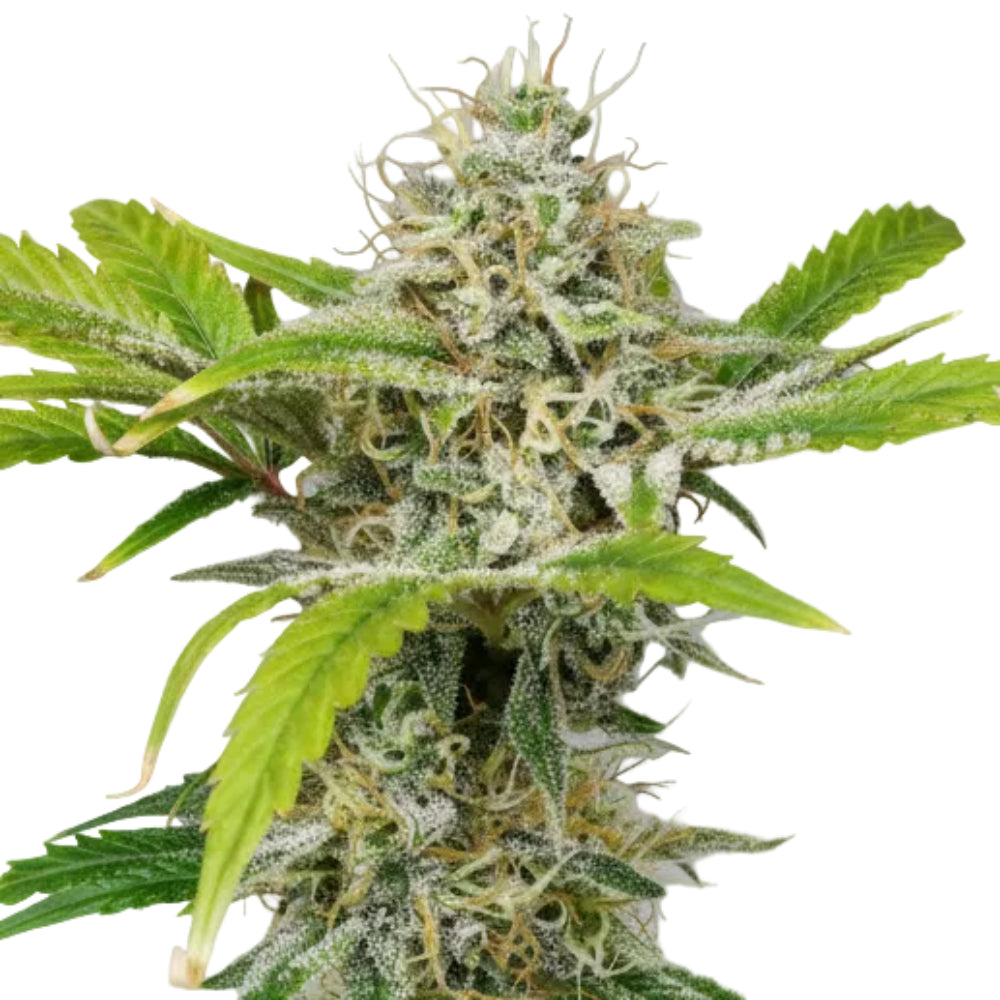 WHITE WIDOW GRANELSEEDS-4