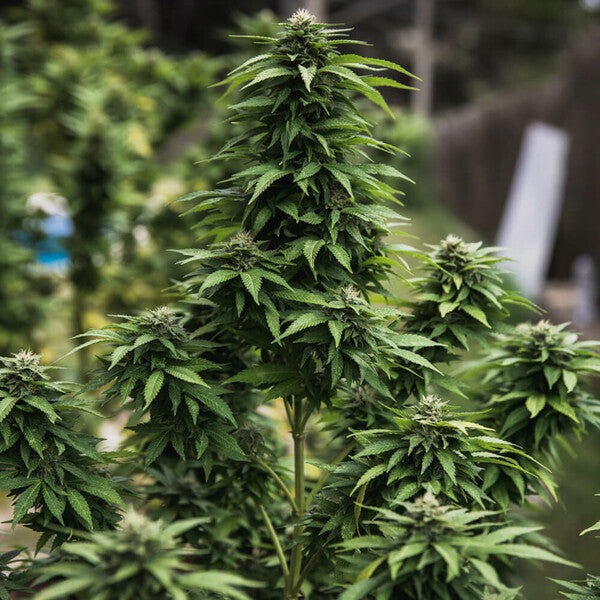 WHITE WIDOW FEM X10 ROYAL QUEEN SEEDS-5