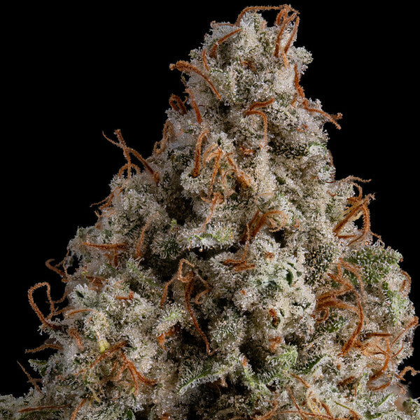 WHITE WIDOW FEM X1 ROYAL QUEEN SEEDS-5