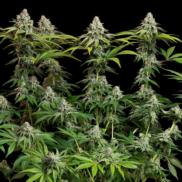 WHITE WIDOW FEM X1 ROYAL QUEEN SEEDS-2