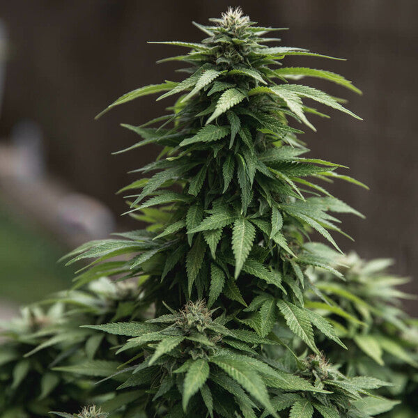 WHITE WIDOW FEM X10 ROYAL QUEEN SEEDS