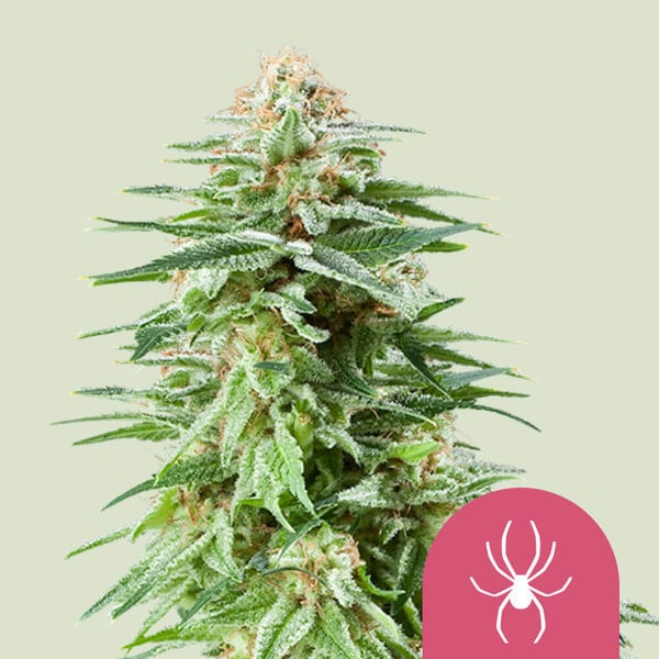 WHITE WIDOW FEM X10 ROYAL QUEEN SEEDS