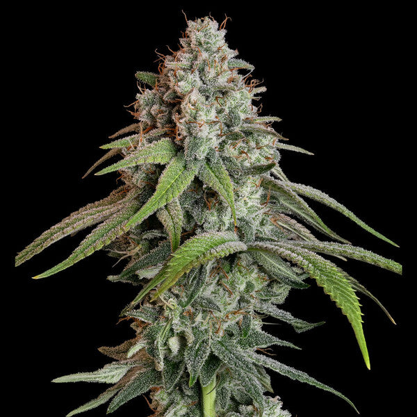WHITE WIDOW FEM X1 ROYAL QUEEN SEEDS-3