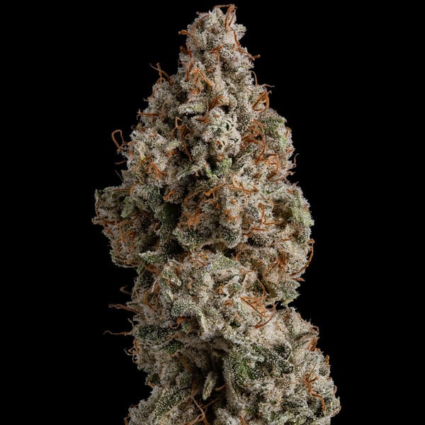WHITE WIDOW FEM X10 ROYAL QUEEN SEEDS-3