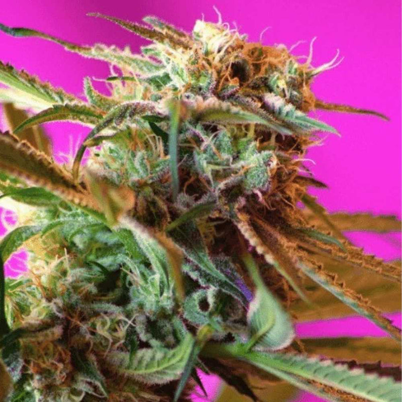 WILD ROSE FEM X3+1 - SWEET SEEDS-1
