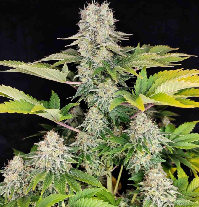 WHITE WIDOW AUTO X3+1 BUDDHA SEEDS-3