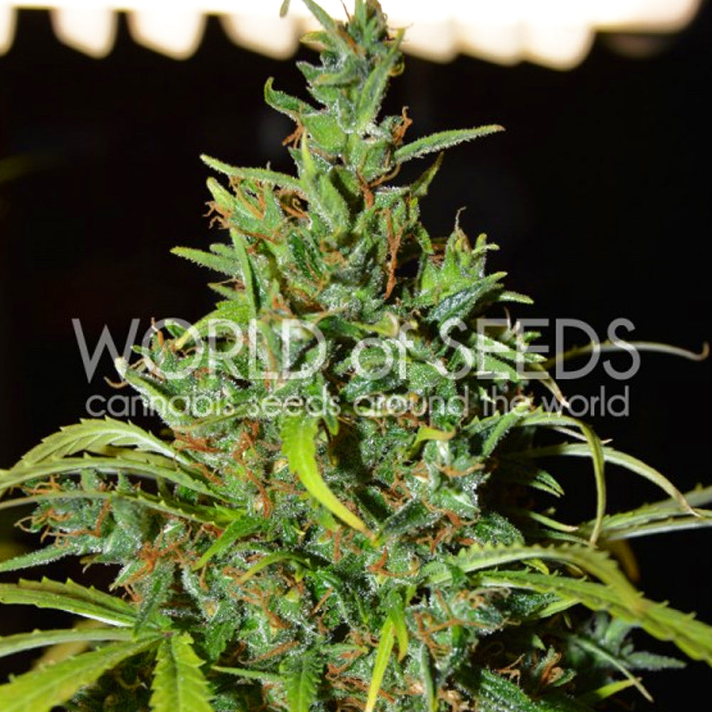 NEVILLE HAZE AUTO X10 WORLD OF SEED