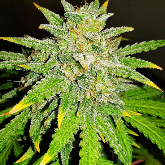 ROYAL RUNTZ XL AUTO GRANELSEEDS