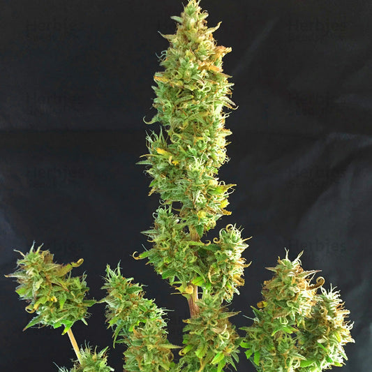 RUNTZ XL AUTO GRANELSEEDS