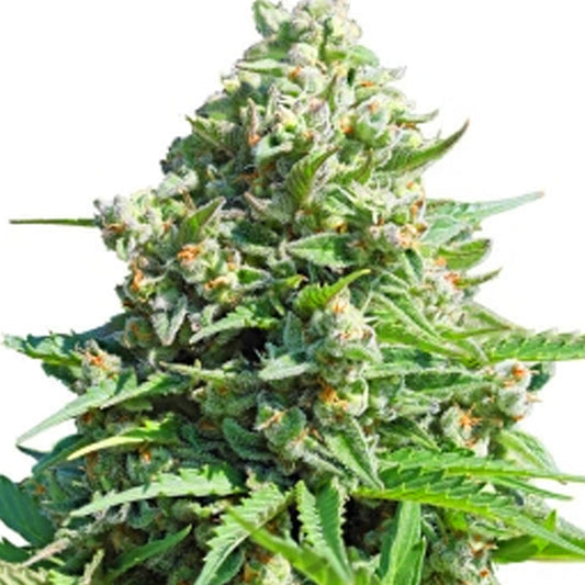 ROYAL GORILLA GLUE AUTO GRANELSEEDS