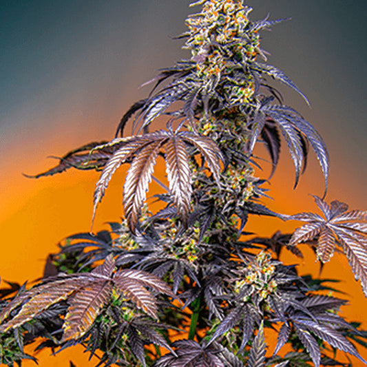 RED GORILLA GIRL XL AUTO GRANELSEEDS