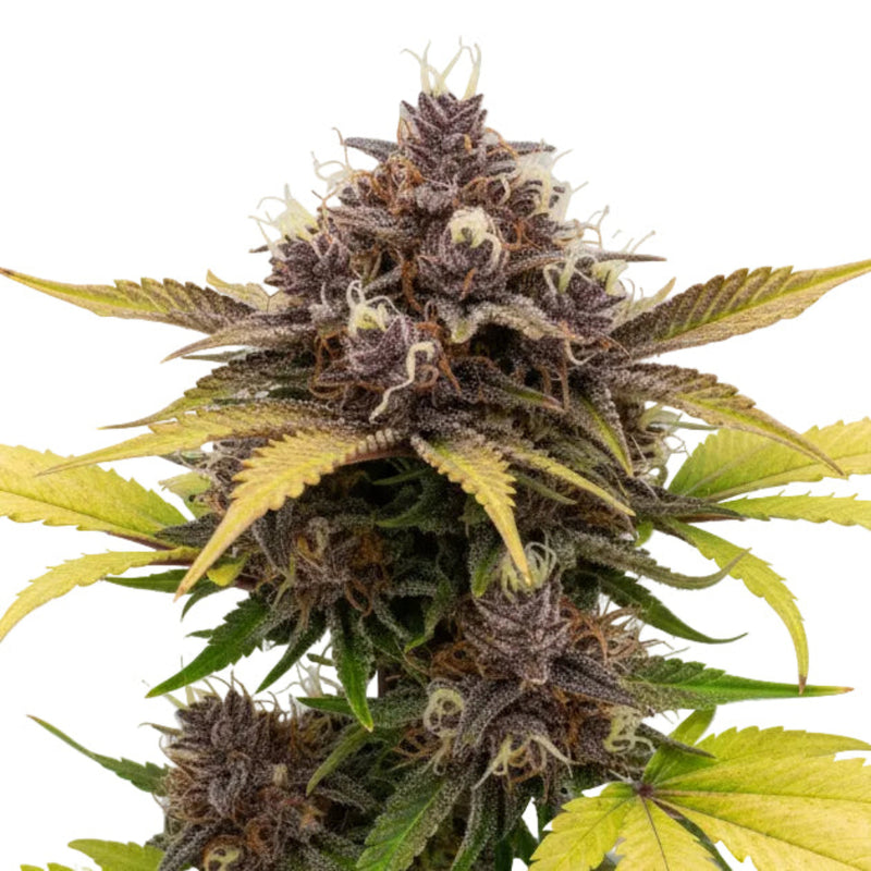 RED STRAWBERRY BANANA AUTO GRANEL GRANELSEEDS-1