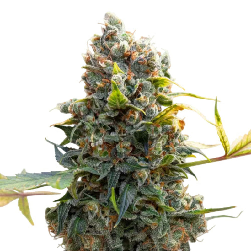 THE NEW FAST GRANELSEEDS-1