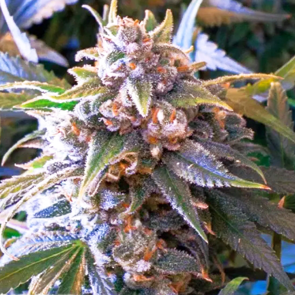 LARRY OG FAST GRANELSEEDS