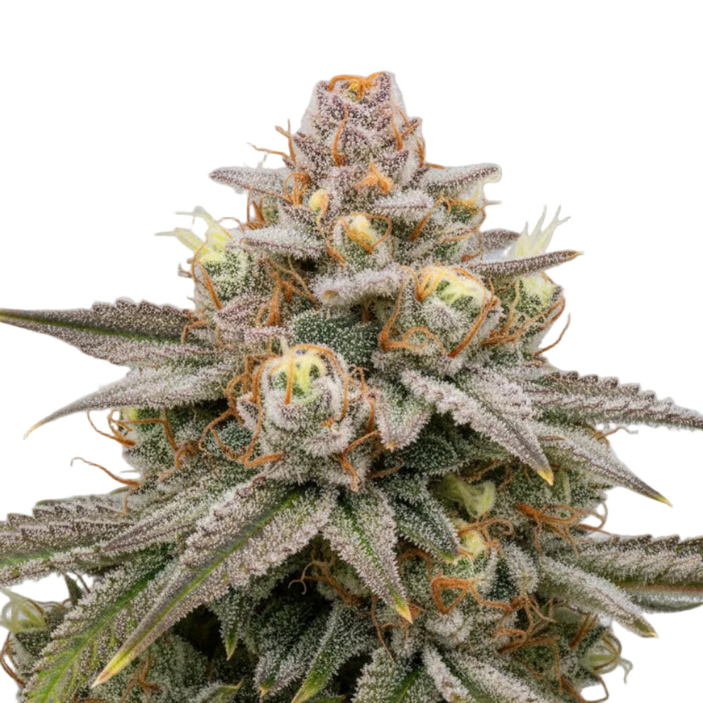 LARRY OG FAST GRANELSEEDS